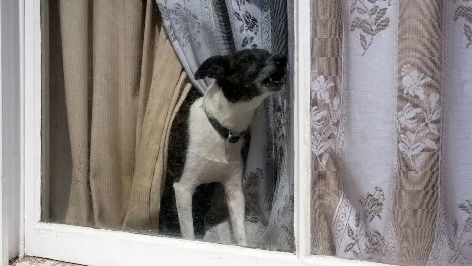 dog barking at the window