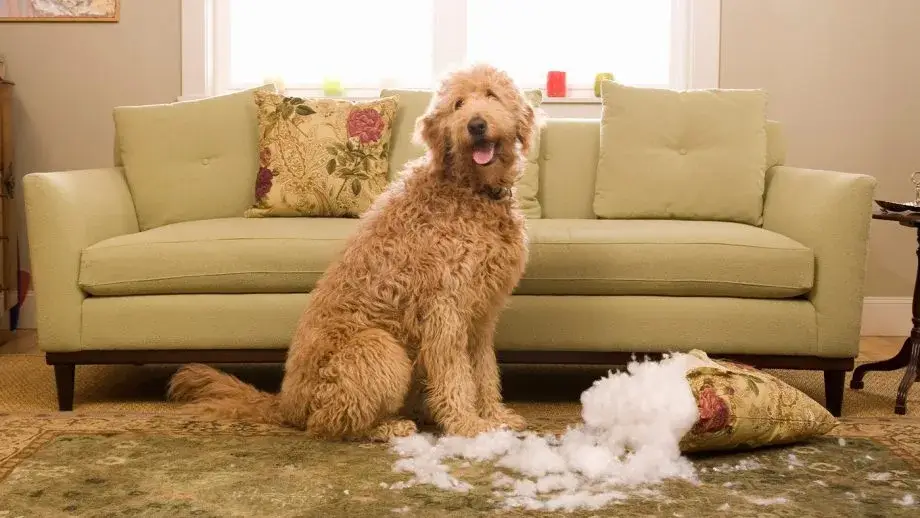 dog chewing furniture