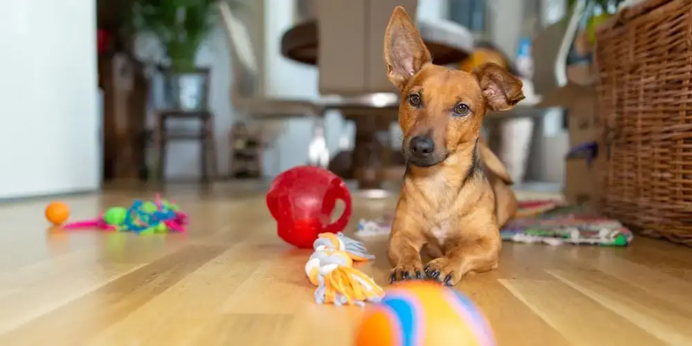 dog interested in toys