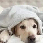 5 Signs Your Dog is Bored (And How to Fix It Fast)