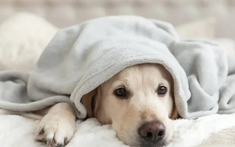 You are currently viewing 5 Signs Your Dog is Bored (And How to Fix It Fast)